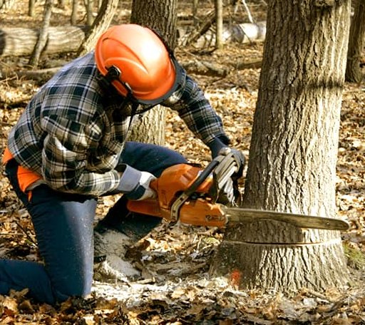 Tree Removal in Beryl, UT